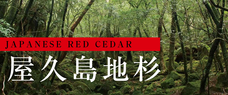 屋久島地杉　Japanese Red Cedar