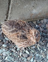 庭にうずらが 木材通販のマルトクショップ