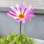 春に向かってます