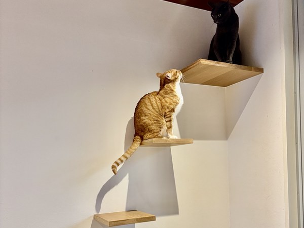 キャットステップ